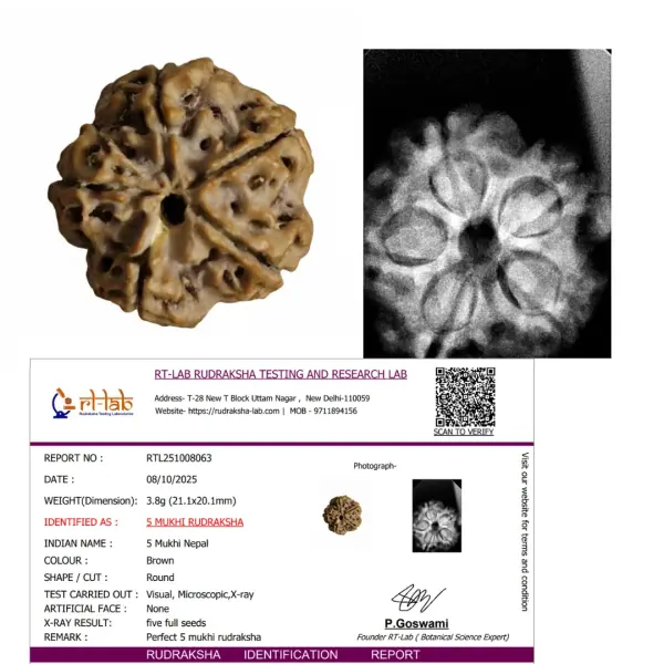 5 Mukhi Nepal Rudraksha Premium Quality