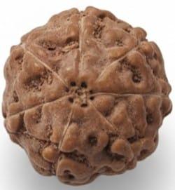 7 Mukhi Indonesian Rudraksha 17mm+ – Lab Certified Full Compartment Bead with X-Ray Certificate | Rudraksha-Store