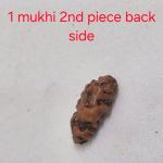 Pure Consciousness Bead – Indonesian 1 Mukhi