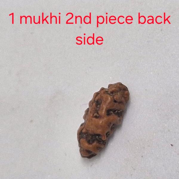 Pure Consciousness Bead – Indonesian 1 Mukhi