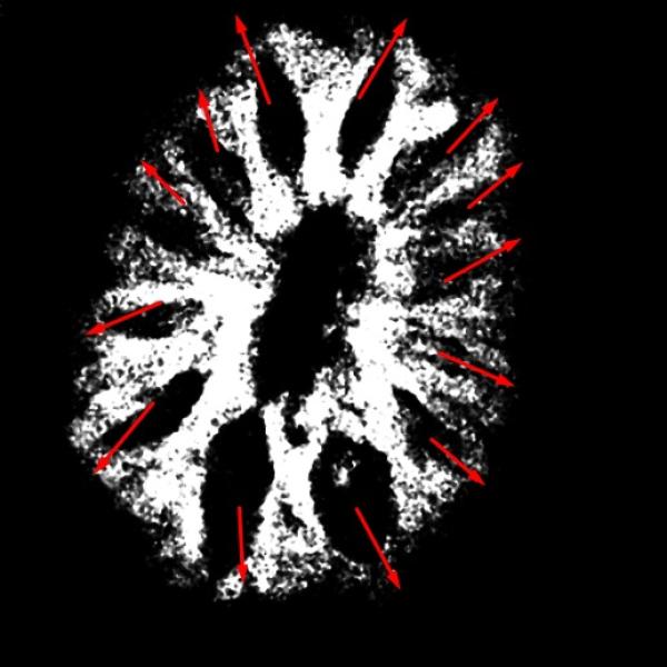 13 Mukhi Indonesian Rudraksha (12-15mm+ with X-Ray) – Blessings of Lord Kamadeva & Lord Indra for Charm, Success & Prosperity