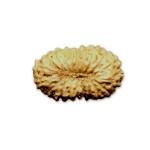 20 Mukhi Indonesian Rudraksha (16mm+ with X-Ray) – Divine Energy of Lord Brahma for Knowledge, Creativity & Enlightenment