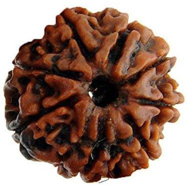 8 Mukhi Nepal Rudraksha