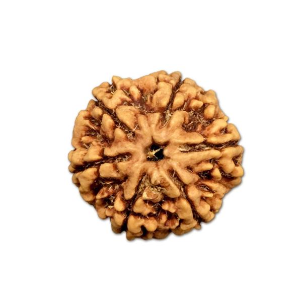 6 Mukhi Nepal Rudraksha