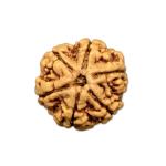 🕉️ 6 Mukhi Nepal Rudraksha – Blessings of Lord Kartikeya for Courage, Confidence & Emotional Balance