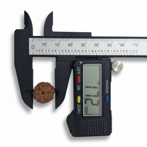 7 Mukhi Indonesian Rudraksha 17mm+ – Lab Certified Full Compartment Bead with X-Ray Certificate | Rudraksha-Store