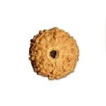 9 Mukhi Indonesian Rudraksha