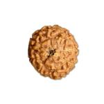 8 Mukhi Indonesian Rudraksha