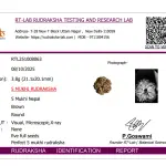 5 Mukhi Nepal Rudraksha Premium Quality