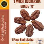 1 MUKHI RUDRAKSHA JENITRI GRADE C SIZE 10mm-12mm